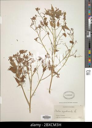 Melia azedarach L Melia azedarach L. Stockfoto