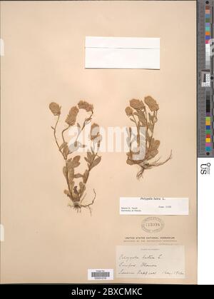 Polygala lutea L Polygala lutea L. Stockfoto