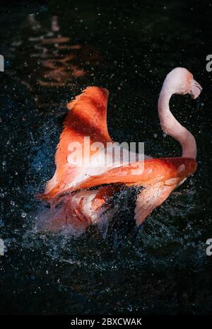 Flamingo, der im Wasser spritzt Stockfoto