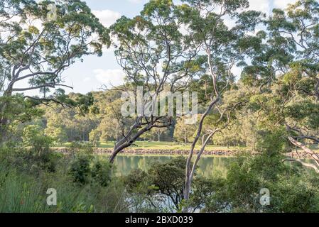 Blick durch Sydney Eucalyptus Bäume und Busch über Upper Middle Harbour zu Menschen Picknicken im Davidson Park, Roseville Chase, Sydney, Australien Stockfoto