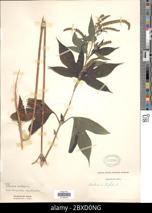 Ambrosia trifida L Ambrosia trifida L. Stockfoto