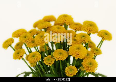 Lebhaft gelbe Blumenstrauß in Nahaufnahme Stockfoto