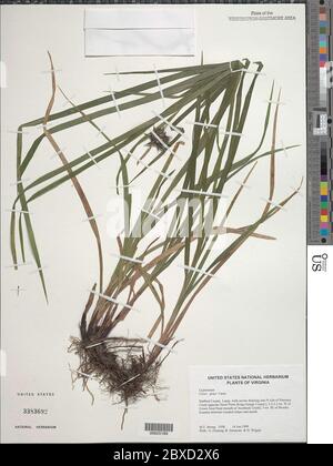 Carex greyi J Carey Carex greyi J Carey. Stockfoto