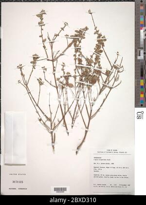 Lippia origanoides Kunth Lippia origanoides Kunth. Stockfoto