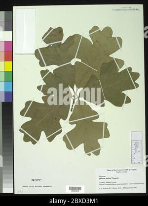 Quercus stellata Wangenh Quercus stellata Wangenh. Stockfoto