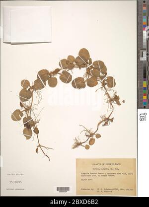 Centella asiatica L Urb Centella asiatica L Urb. Stockfoto