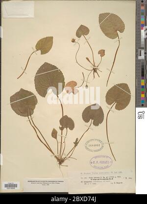 Viola odorata L Viola odorata L. Stockfoto