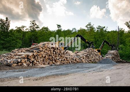 Zwei Tigercat T250D Knucklebone-Raupenlader an einem Holzfällerstandort in den Adirondack Mountains, NY USA mit abgeschnittenen Holzstämmen, die zum Transport bereit sind. Stockfoto