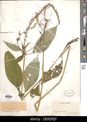 Ambrosia trifida L Ambrosia trifida L. Stockfoto