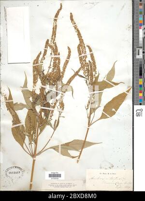 Ambrosia trifida L Ambrosia trifida L. Stockfoto