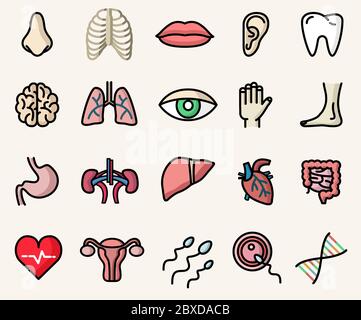 Bunte Ikonen der Anatomie und menschlichen Körperteile. Isolierte Vektorgrafiken Stock Vektor