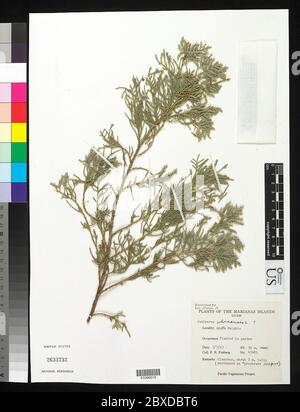 Juniperus chinensis L Juniperus chinensis L. Stockfoto
