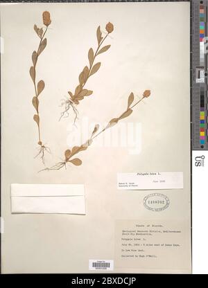 Polygala lutea L Polygala lutea L. Stockfoto