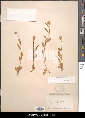 Polygala lutea L Polygala lutea L. Stockfoto