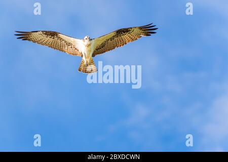 Osprey (Pandion haliaetus), der über den Golf von Mexiko schweben. Fort Myers Beach. Florida. USA Stockfoto