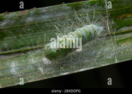 Niedliche Raupe kriecht auf Blatt in Sabah, Borneo Stockfoto