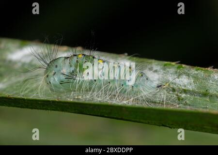 Niedliche Raupe kriecht auf Blatt in Sabah, Borneo Stockfoto