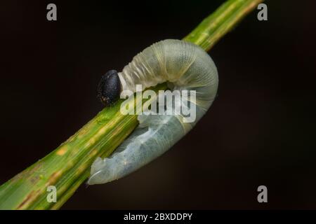 Niedliche Raupe kriecht auf Blatt in Sabah, Borneo Stockfoto