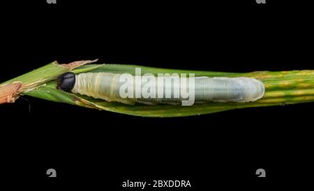 Niedliche Raupe kriecht auf Blatt in Sabah, Borneo Stockfoto