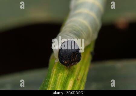 Niedliche Raupe kriecht auf Blatt in Sabah, Borneo Stockfoto