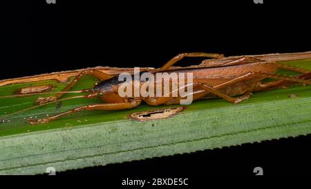 Katydid von Borneo auf grünem Blatt - Natur Wildlife Konzept Stockfoto