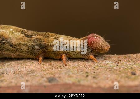 Niedliche Raupe kriecht auf Blatt in Sabah, Borneo Stockfoto