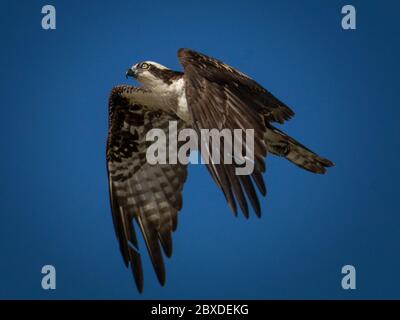 Ein Fischadler fliegt über dem Himmel und sucht sein nächstes Essen gegen einen reinen blauen Himmel Stockfoto