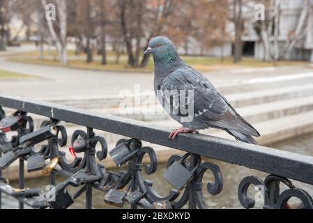 Graue urbane schöne Taube sitzt auf einem schwarzen Geländer im Park Stockfoto