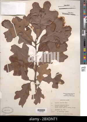 Quercus stellata Wangenh Quercus stellata Wangenh. Stockfoto
