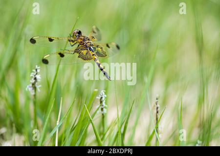 Eine calico Wimpel Libelle stert auf der Spitze eines Grashalms, zeigt seine bunten Netzflügel und Augen. Höchstwahrscheinlich ein jugendliches Männchen. Stockfoto