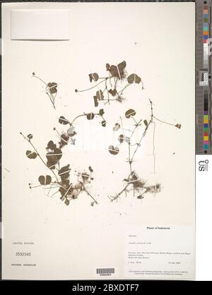 Centella asiatica L Urb Centella asiatica L Urb. Stockfoto