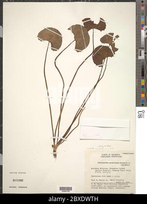 Centella asiatica L Urb Centella asiatica L Urb. Stockfoto