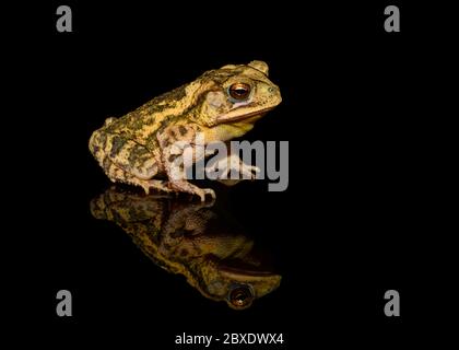 golfküstenkröte (Incilius valliceps) auf schwarzem Hintergrund Stockfoto