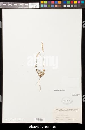 Polygala alba Nutt Polygala alba Nutt. Stockfoto