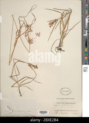 Cyperus rotundus L Cyperus rotundus L. Stockfoto