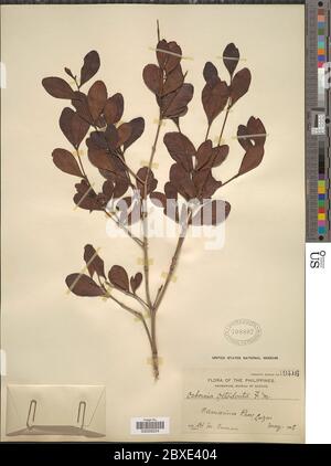 Osbornia octogonta F Muell Osbornia octogdonta F Muell. Stockfoto