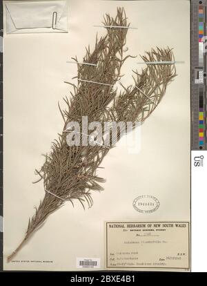 Melaleuca linariifolia SM Melaleuca linariifolia SM. Stockfoto