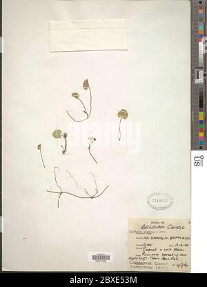 Centella asiatica L Urb Centella asiatica L Urb. Stockfoto