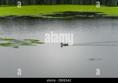 Enten auf dem Wasser See in nebligen bewölkten Tag im Sommer Stockfoto