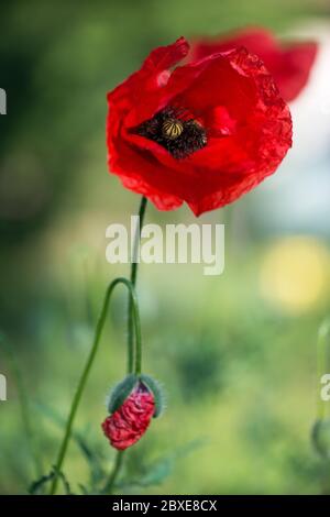 Blumen Rote Mohnblumen blühen auf wildem Feld. Schöne Feld rote Mohnblumen mit selektivem Fokus. Weiches Licht. Natürliche Drogen. Lichtung aus rotem Mohn. Stockfoto