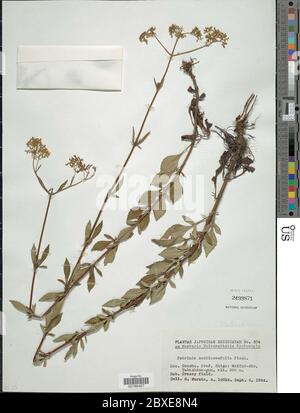 Patrinia scabiosifolia Link Patrinia scabiosifolia Link. Stockfoto