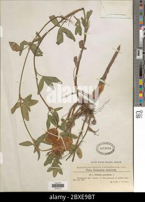 Trifolium pannonicum Jacq Trifolium pannonicum Jacq. Stockfoto