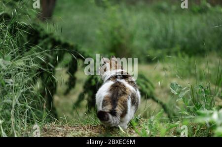 Weiße Katze mit grauen und roten Flecken sitzt auf dem Gras in der Nähe der Büsche. Selektiver Fokus. Stockfoto