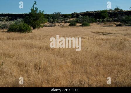 Cheatgrass (Bromus tectorum), eine jährlich invasive Art, im Süden-zentralen Idaho Stockfoto