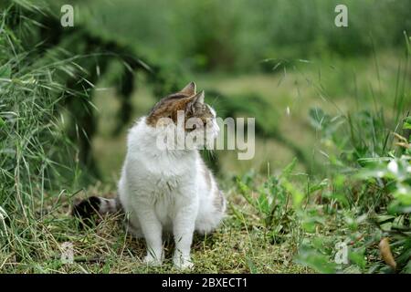 Weiße Katze mit grauen und roten Flecken sitzt auf dem Gras in der Nähe der Büsche. Selektiver Fokus. Stockfoto