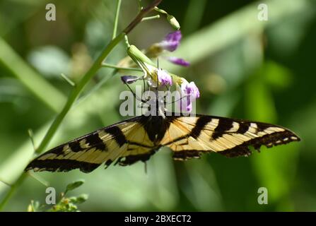 Ein westlicher Tigerschwalbenschwanzschmetterling (Papilio rutulus) klammert sich an die purpurne Blume einer wilden Rettichpflanze, während er sich von Nektar ernährt Stockfoto