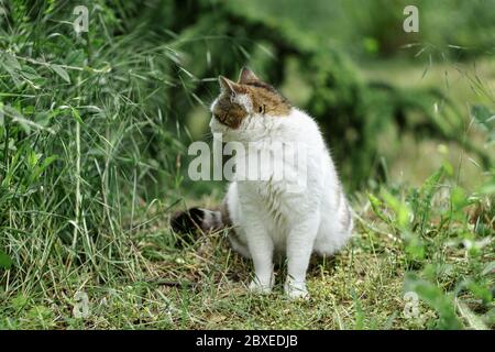 Weiße Katze mit grauen und roten Flecken sitzt auf dem Gras in der Nähe der Büsche. Selektiver Fokus. Stockfoto