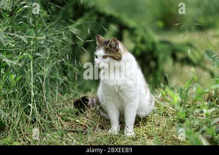 Weiße Katze mit grauen und roten Flecken sitzt auf dem Gras in der Nähe der Büsche. Selektiver Fokus. Stockfoto