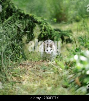 Weiße Katze mit grauen und roten Flecken sitzt auf dem Gras in der Nähe der Büsche. Selektiver Fokus. Stockfoto