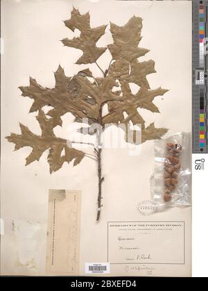 Quercus ellipsoidalis EJ Hill Quercus ellipsoidalis EJ Hill. Stockfoto